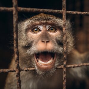 This monkey is going to heaven. . .